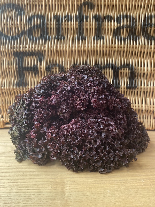 Lollorosso Lettuce (each)